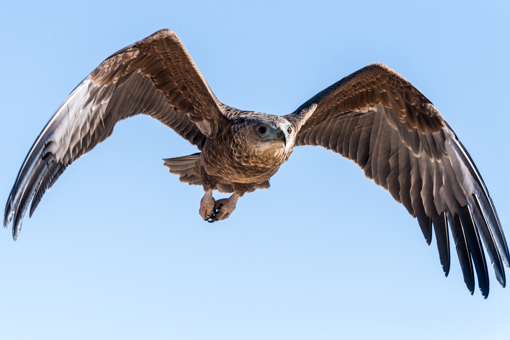 Jugendlicher Bateleur im Anflug