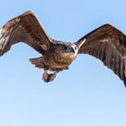 Jugendlicher Bateleur im Anflug