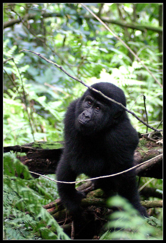 Jugendlicher Berggorilla, Bwindi Nationalpark, Uganda