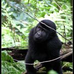 Jugendlicher Berggorilla, Bwindi Nationalpark, Uganda