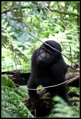 Jugendlicher Berggorilla, Bwindi Nationalpark, Uganda