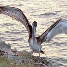 jugendlicher Brauner Pelikan an Kubas Atlantikküste