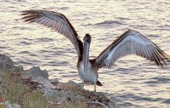 jugendlicher Brauner Pelikan an Kubas Atlantikküste