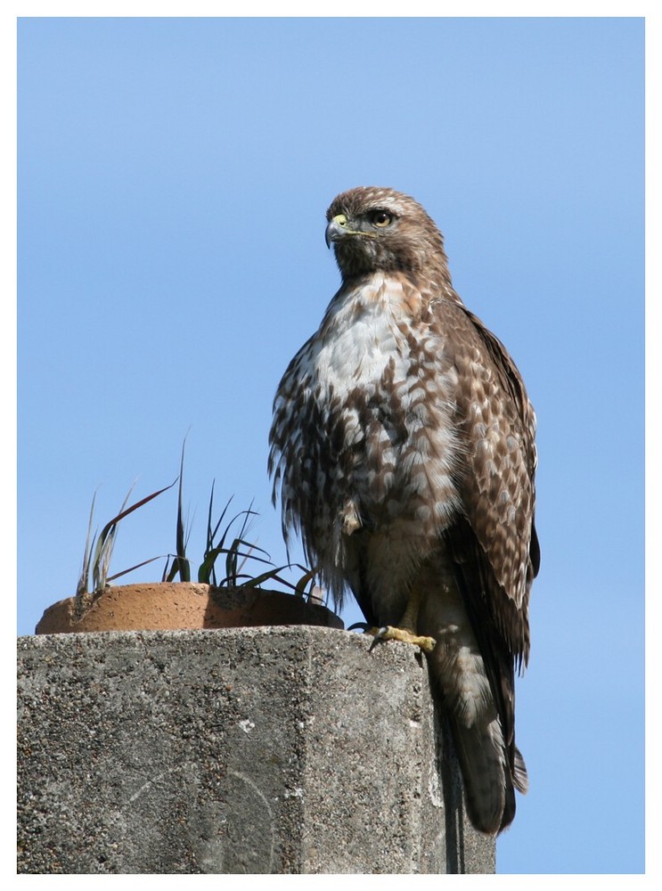 Jugendlicher Buteo (Rotschwanzbussard)