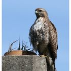 Jugendlicher Buteo (Rotschwanzbussard)