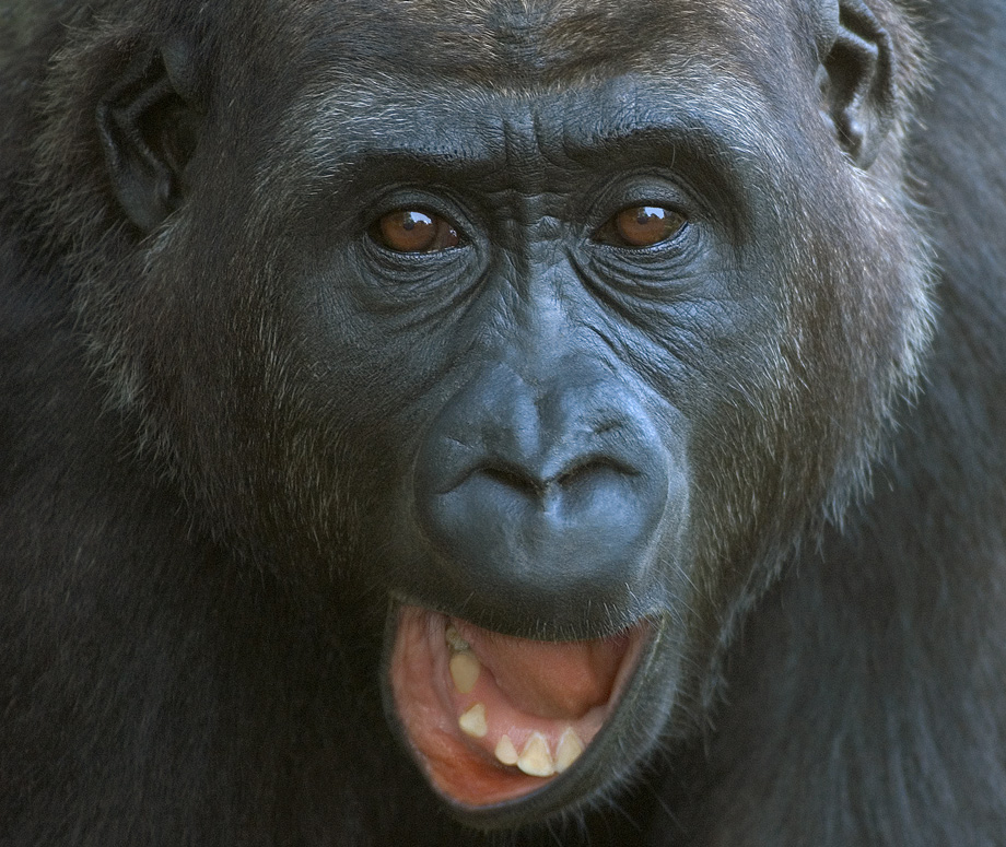 jugendlicher Flachlandgorilla 1