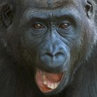 jugendlicher Flachlandgorilla 1