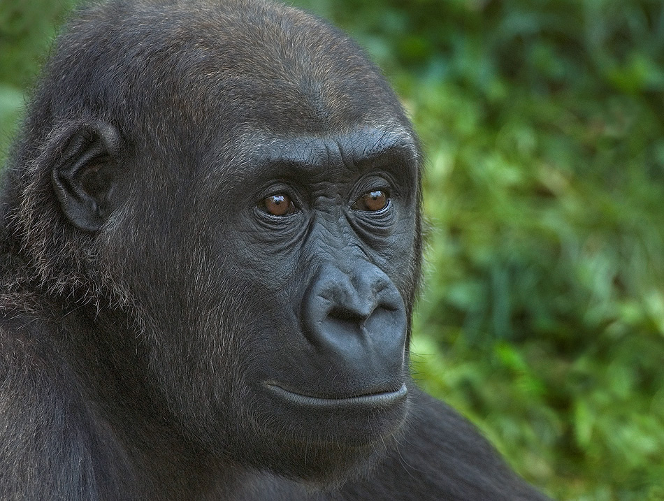 jugendlicher Flachlandgorilla 2