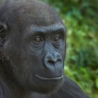 jugendlicher Flachlandgorilla 2