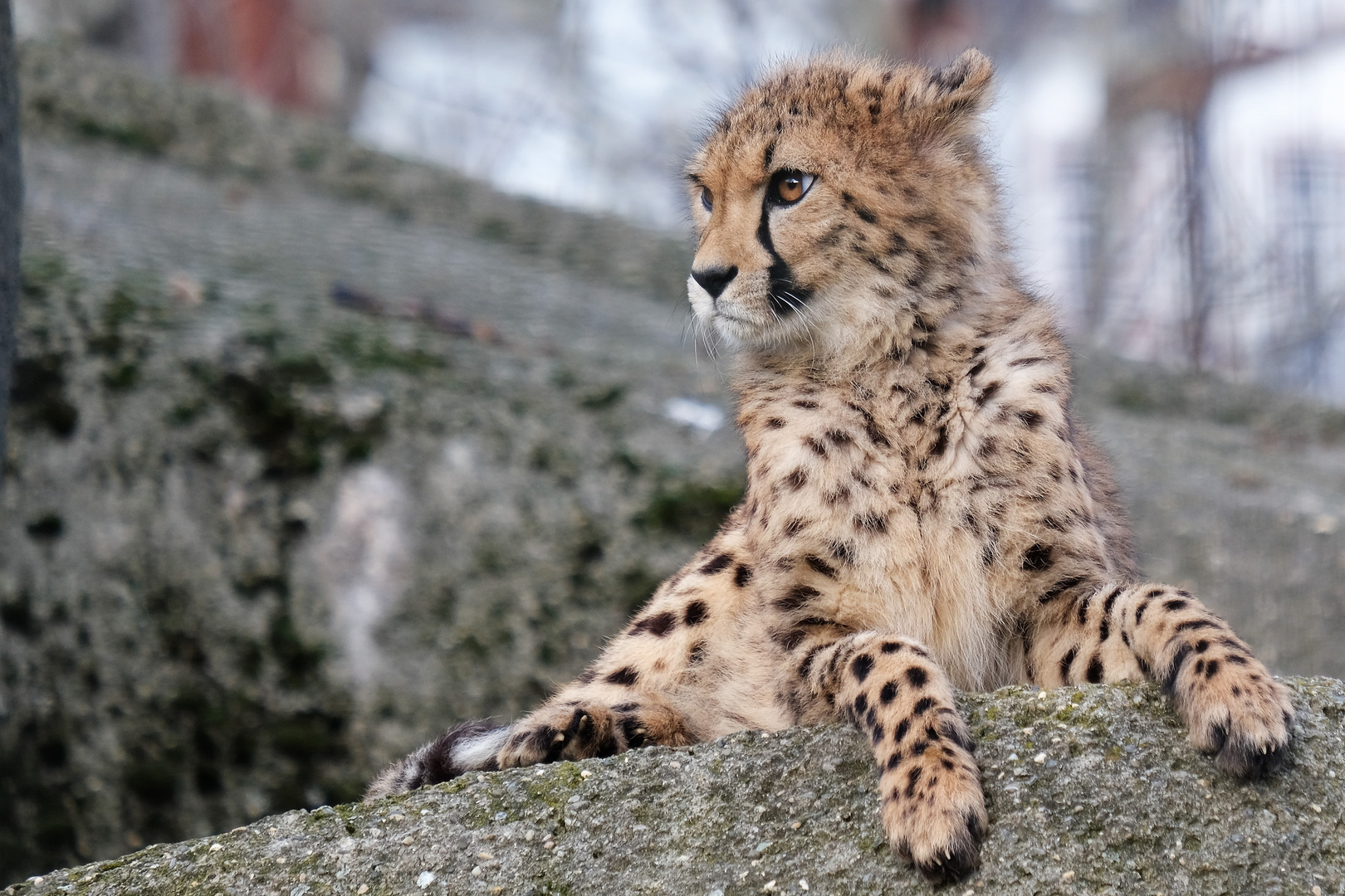 Jugendlicher Gepard