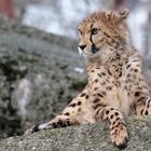 Jugendlicher Gepard