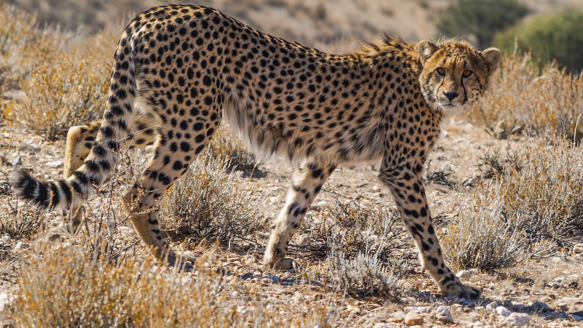 jugendlicher Gepard