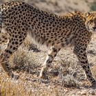 jugendlicher Gepard