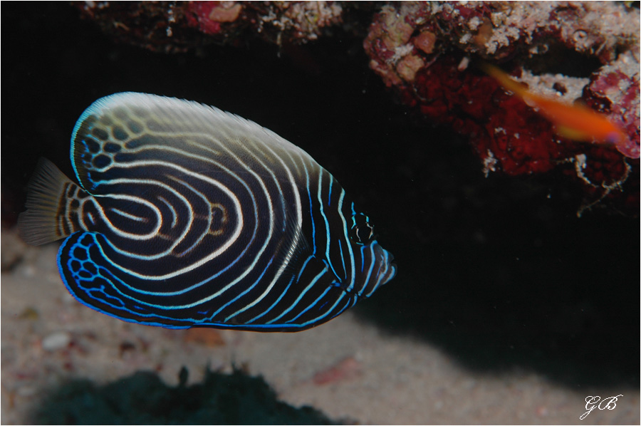 Jugendlicher Kaiserfisch