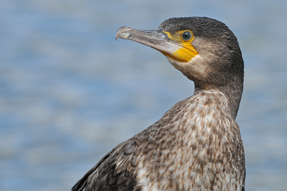 Jugendlicher Kormoran: Ein netter Kerl