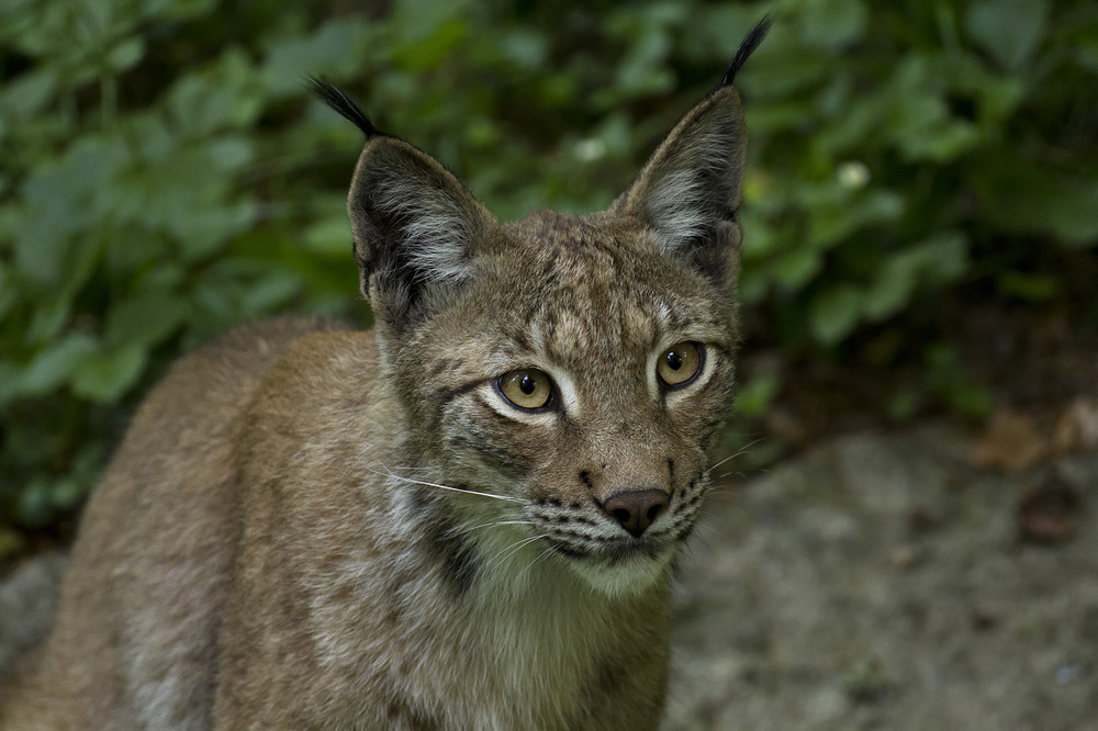 Jugendlicher Luchs