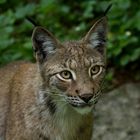 Jugendlicher Luchs