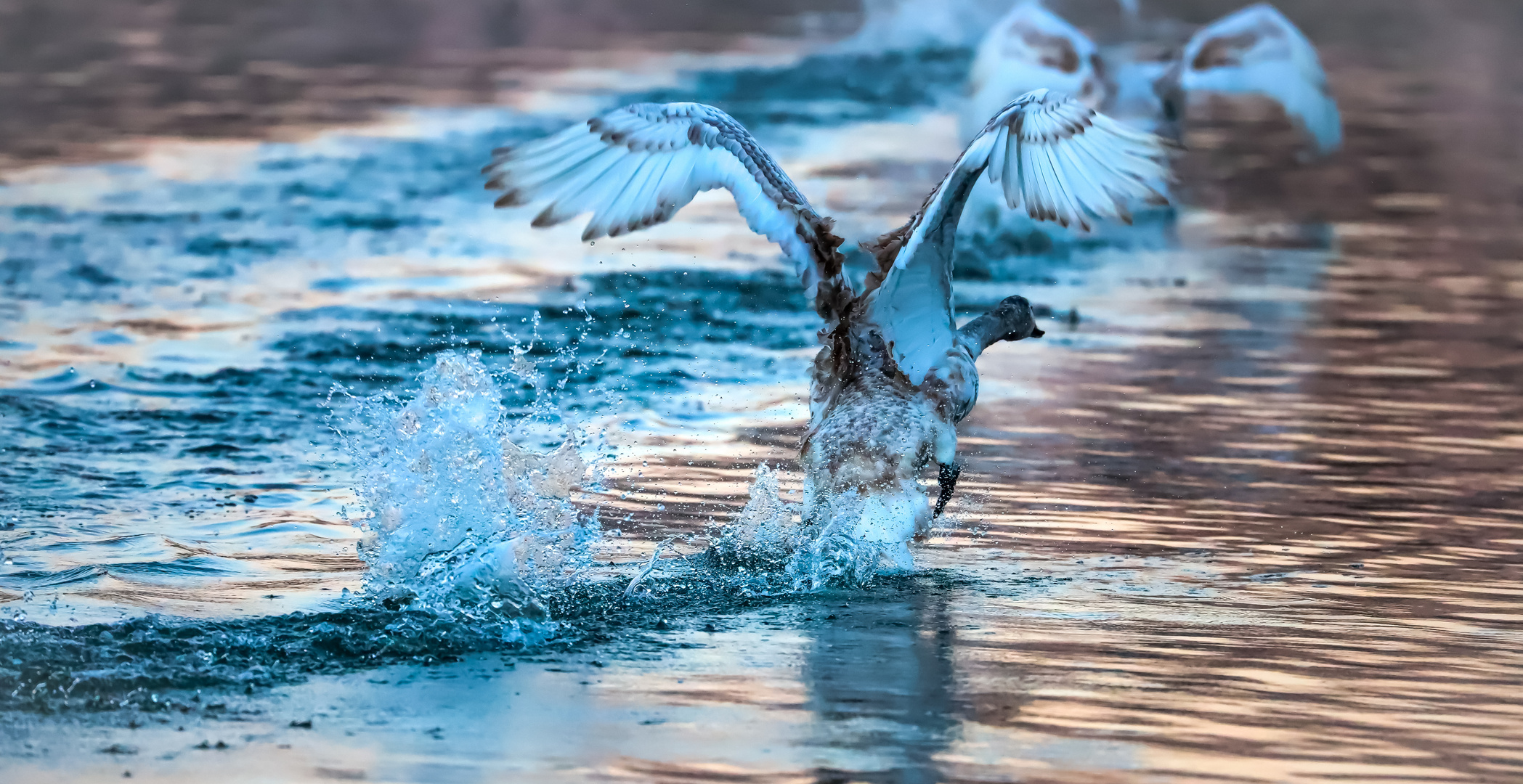 Jugendlicher Schwan