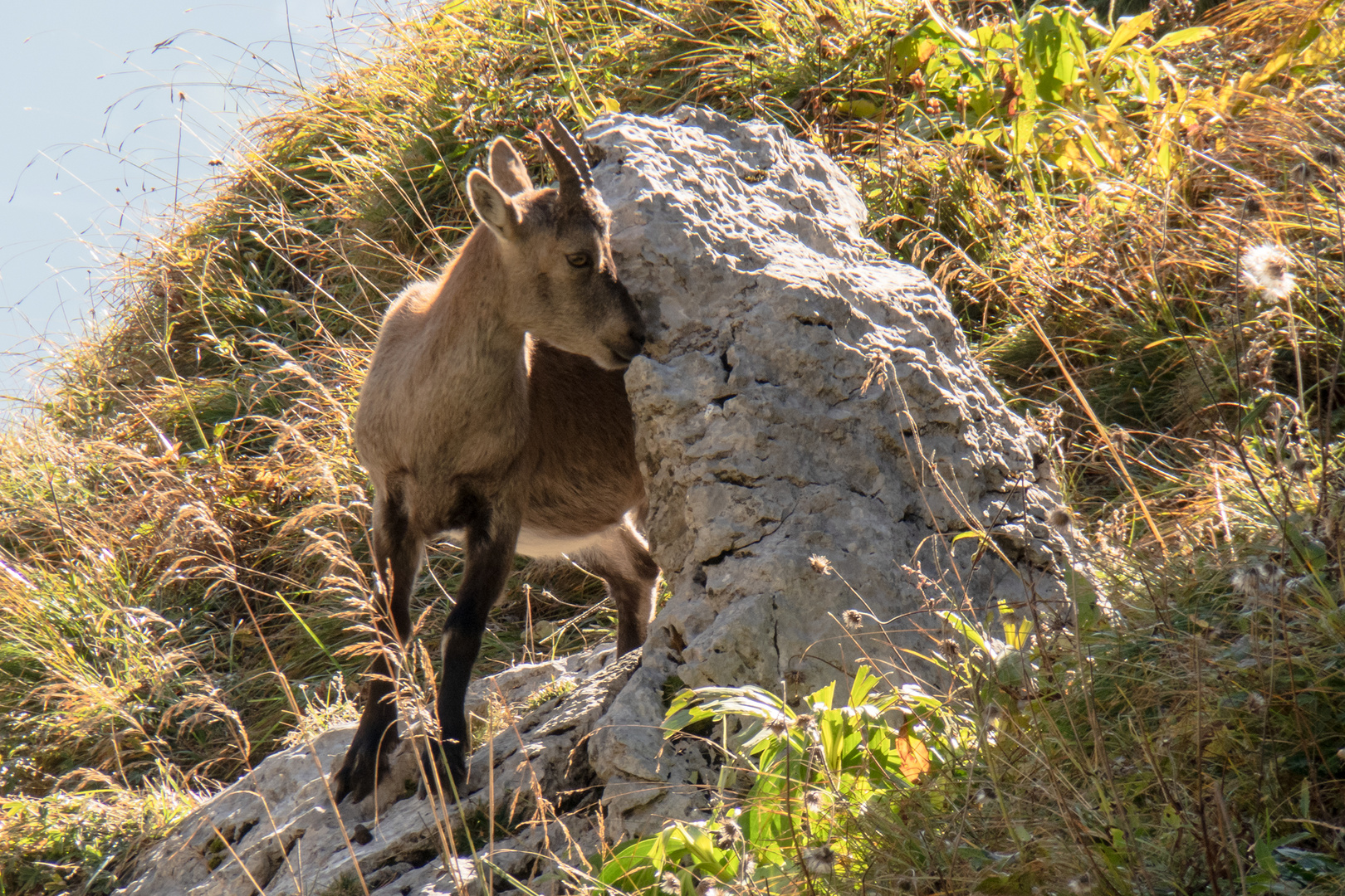 Jugendlicher Steinbock am Niederbauen Uri