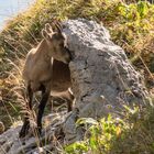 Jugendlicher Steinbock am Niederbauen Uri