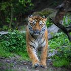 Jugendlicher Tiger