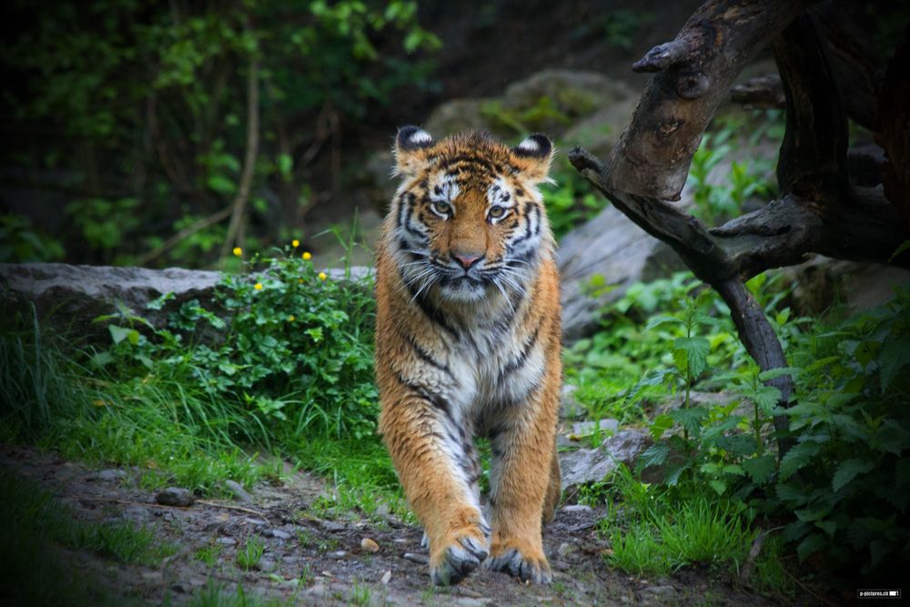 Jugendlicher Tiger by pb-images