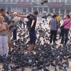 Jugendlicher und Tauben in Venedig