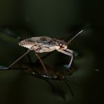 jugendlicher Wasserläufer