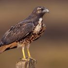 Jugendlicher Weißschwanzbussard (White-tailed Hawks)