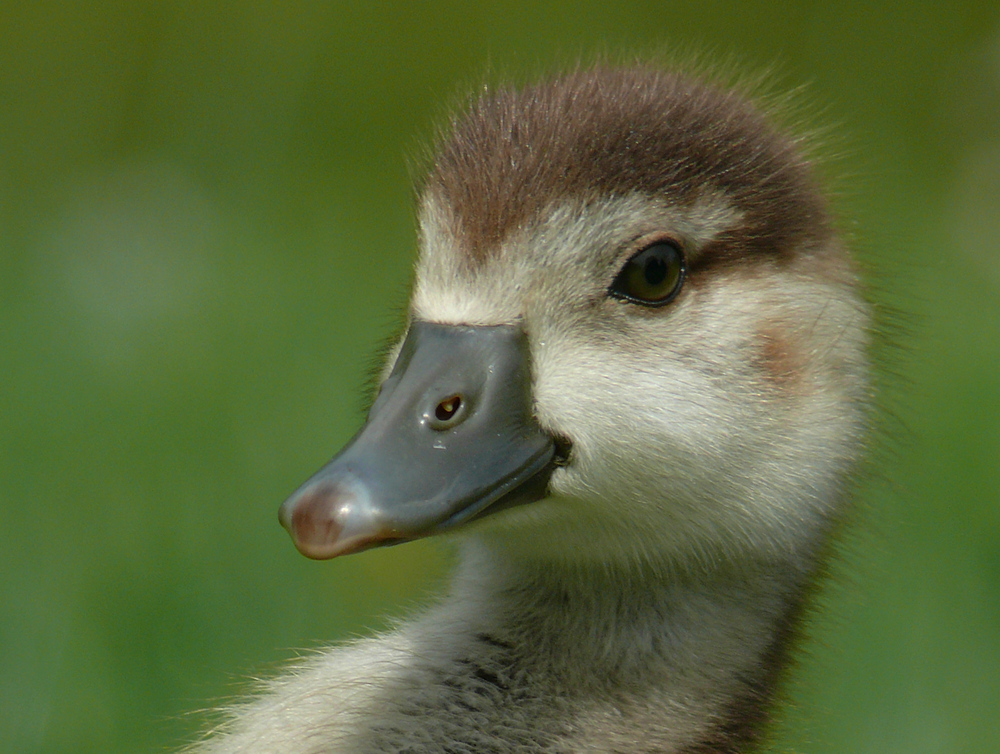 Jugendportrait einer Nilgans