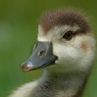 Jugendportrait einer Nilgans