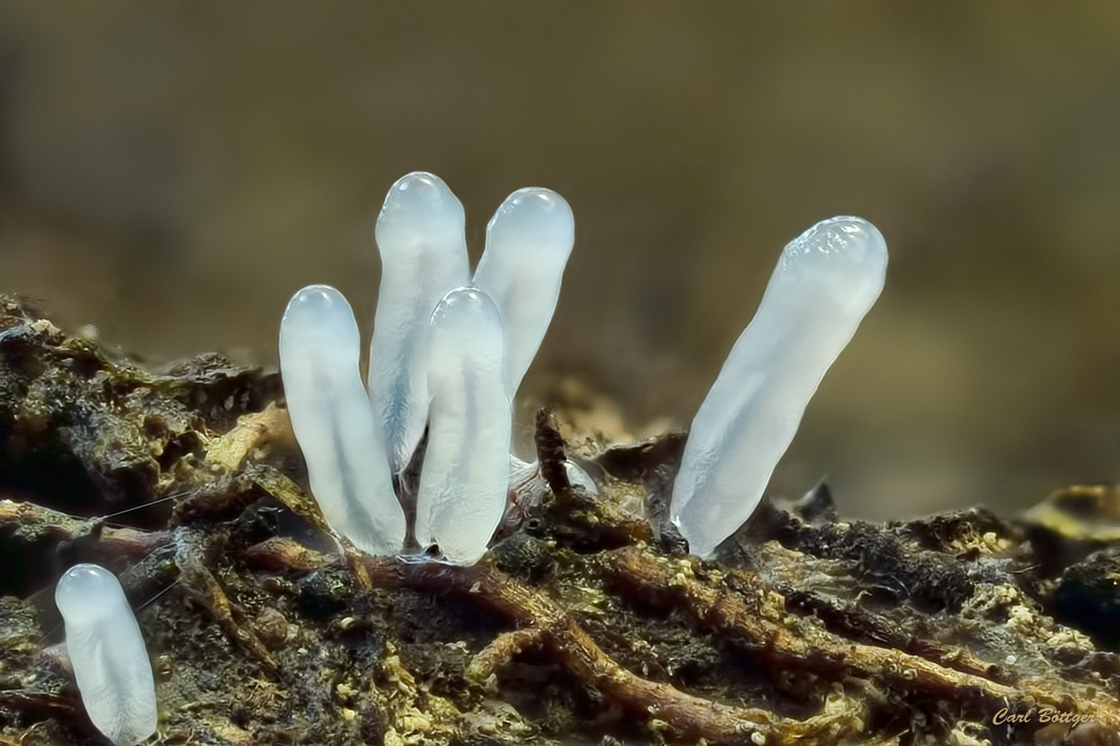 Jugendstadium - Glänzendes Fadenkeulchen (Stemonitopsis typhina)