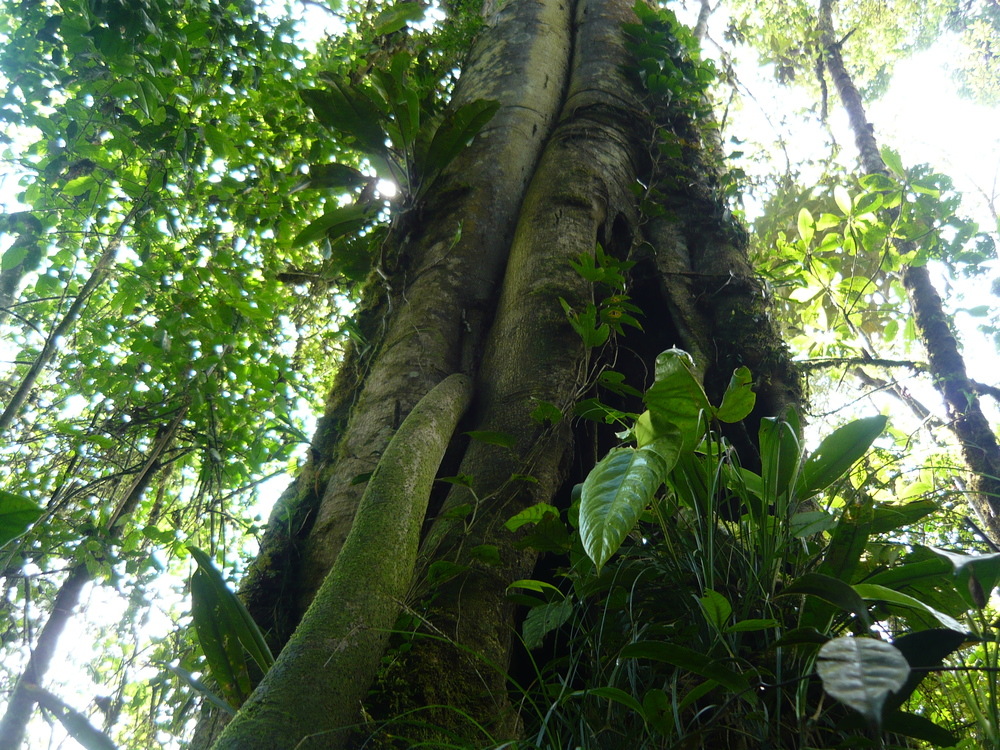 Juguemos en el bosque