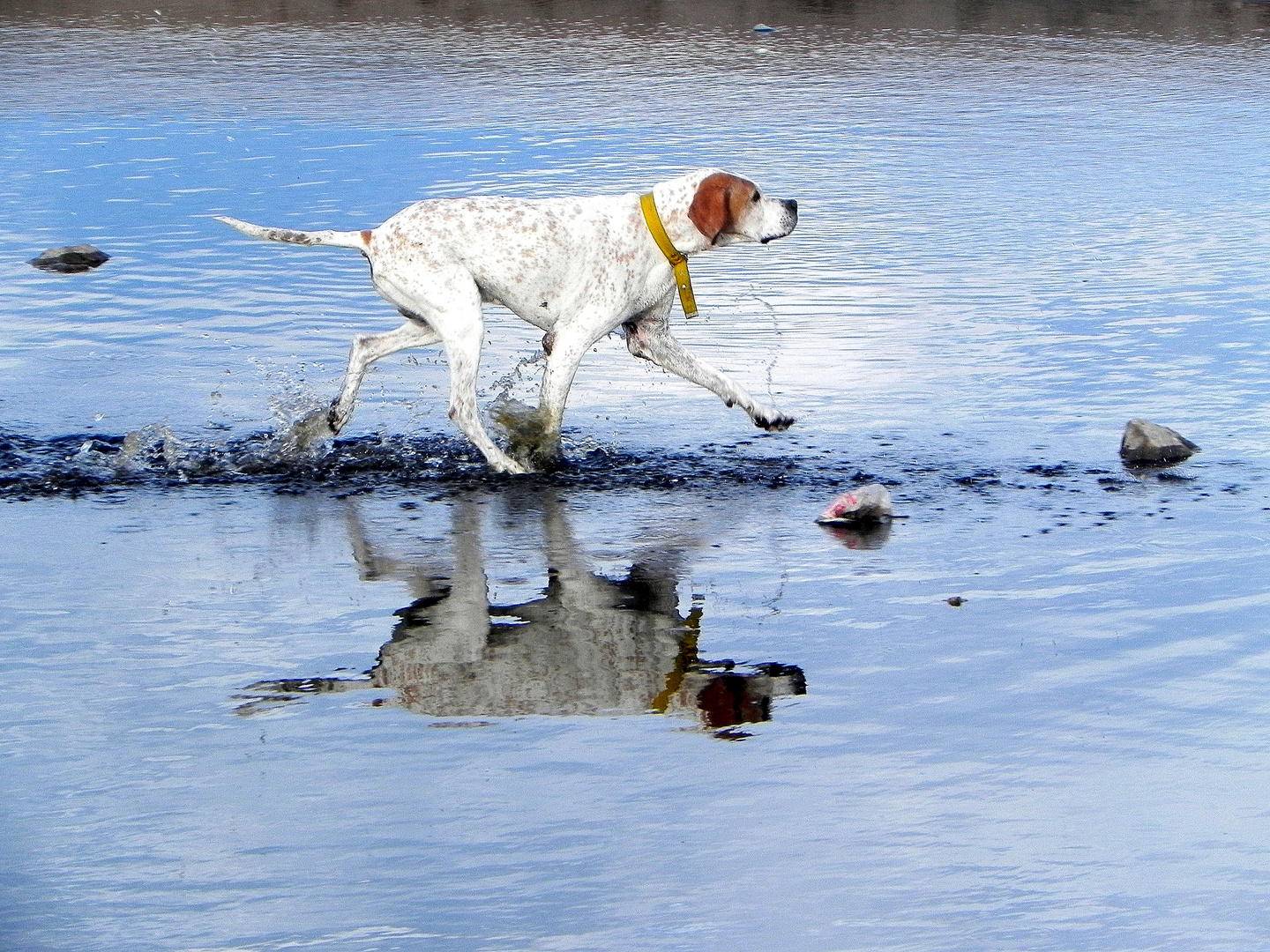 jugueteando en el agua