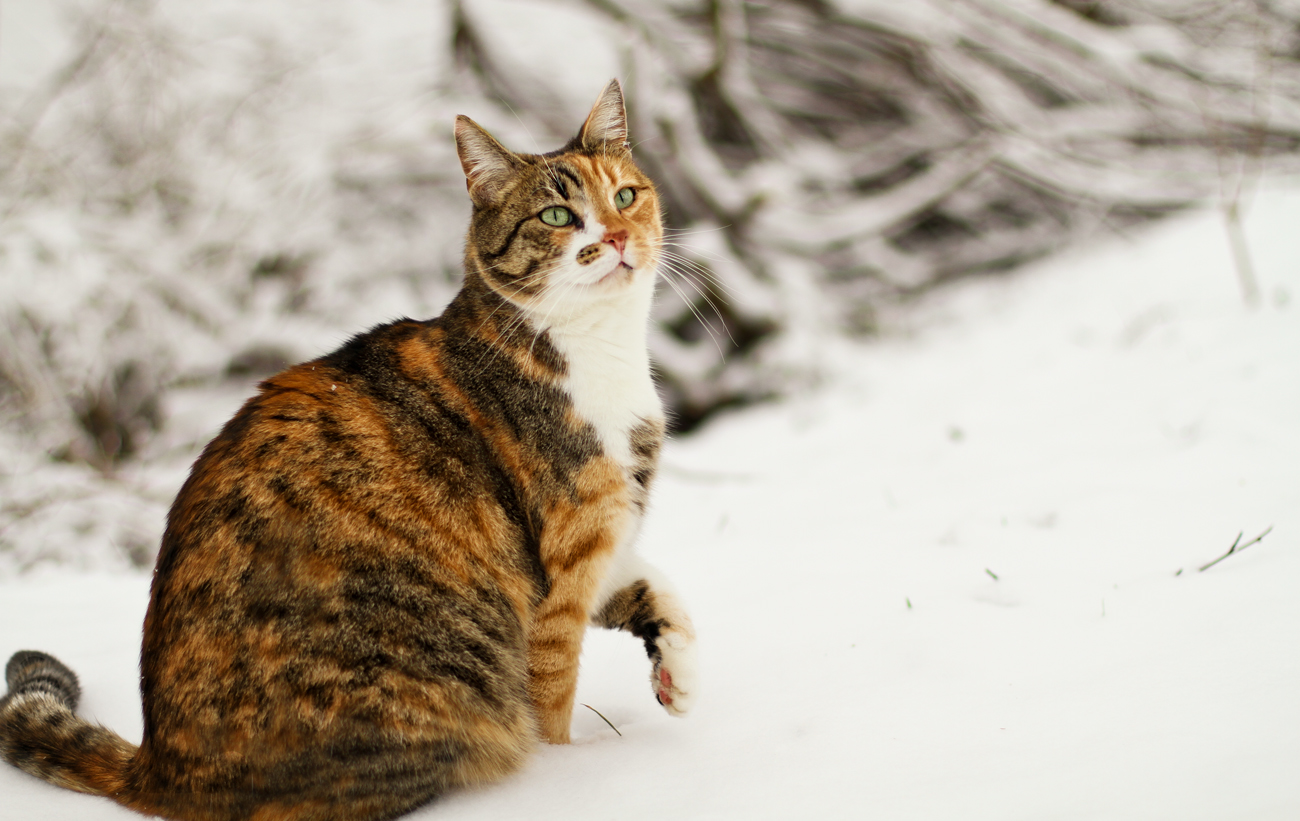 "Juhheee, da ist der blöde Schnee"