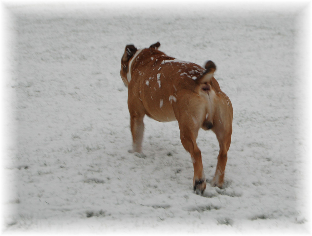 JUHU DER ERSTE SCHNEE