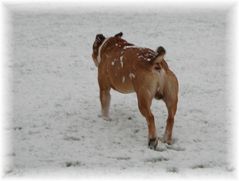 JUHU DER ERSTE SCHNEE