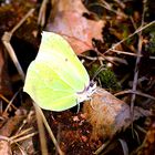 Juhu der Frühling kommt ( Zitronenfalter )