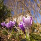 Juhu!!! Endlich Frühling!