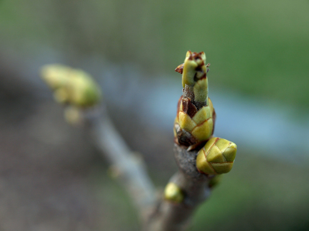 JUHU ! ...... er kommt, er kommt !! ................... der Frühling.