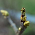 JUHU ! ...... er kommt, er kommt !! ................... der Frühling.