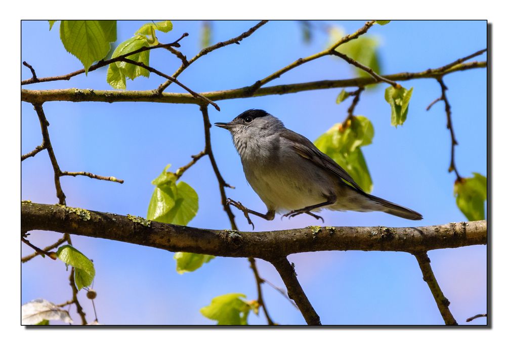 Juhu es ist Frühling...