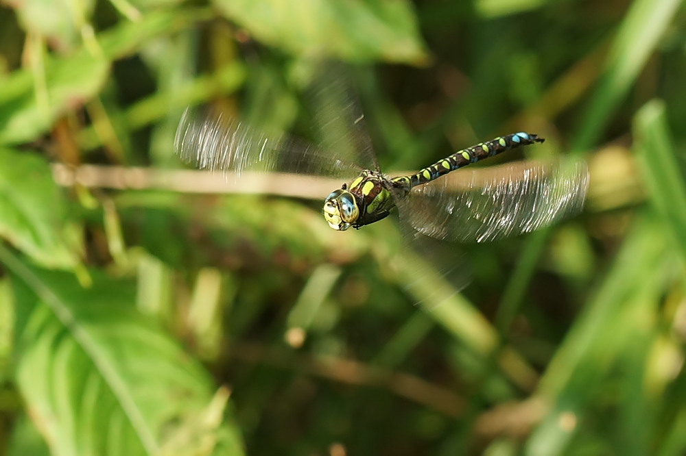 Juhu, fängst du auch Fliegen :-)