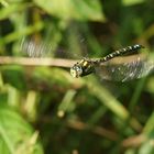 Juhu, fängst du auch Fliegen :-)