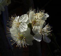 Juhu - Frühling