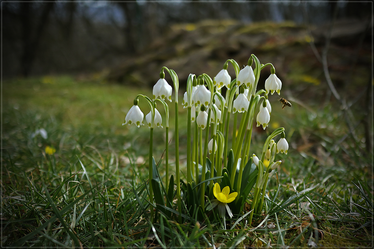 Juhu - Frühling