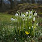 Juhu - Frühling