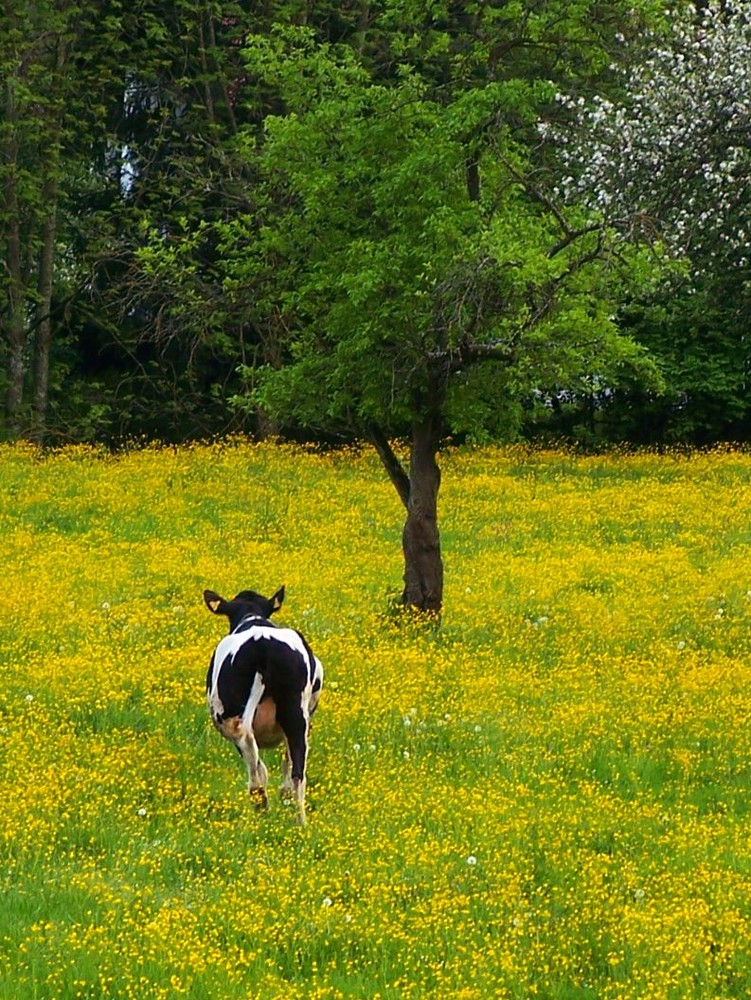 Juhu Frühling, ich darf wieder raus