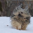 Juhu, nun haben wir auch Schnee.....