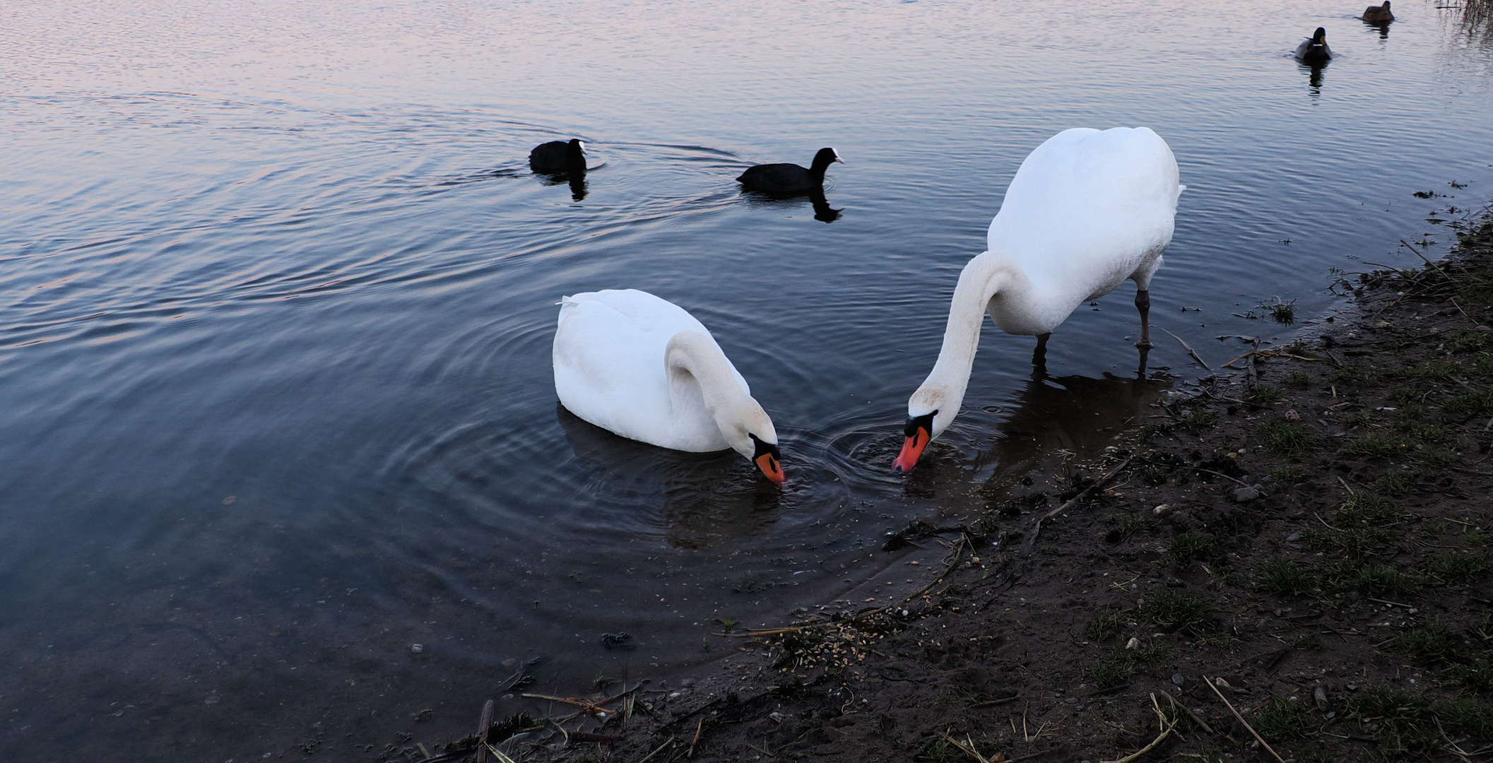 Juhu sie sind wieder da …